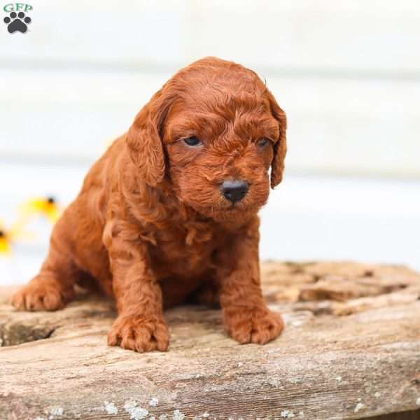 Cody, Cavapoo Puppy